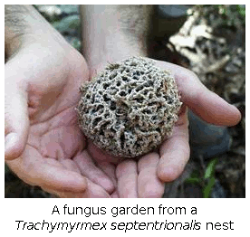 A fungus garden from a Trachymyrmex septentrionalis nest