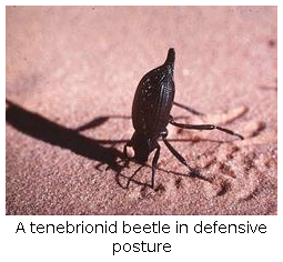 A tenebrionid beetle in defensive posture