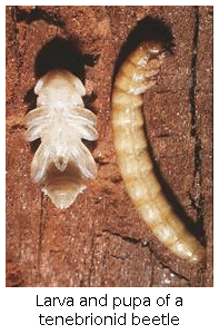 Larva and pupa of a tenebrionid beetle