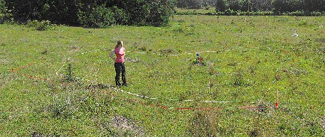 A fire ant territory: boundaries shown by tape, colony by blue flag.